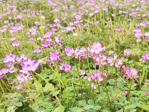 “草籽花”紫云英——滿(mǎn)滿(mǎn)的美好回憶