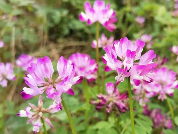 “草籽花”紫云英——滿(mǎn)滿(mǎn)的美好回憶