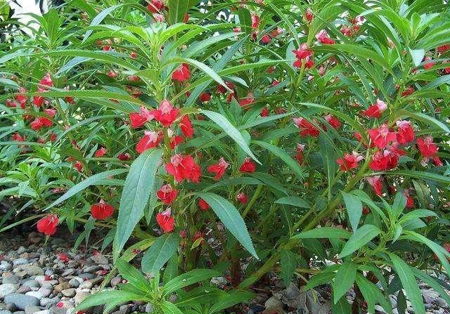 鳳仙花又叫指甲花，應該如何播種