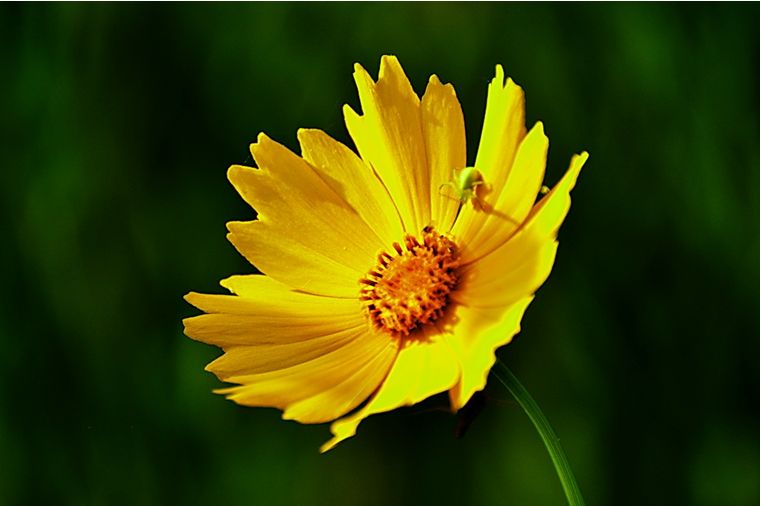 科普 | 金雞菊、金盞菊、金光菊、日光菊你能分得清嗎？