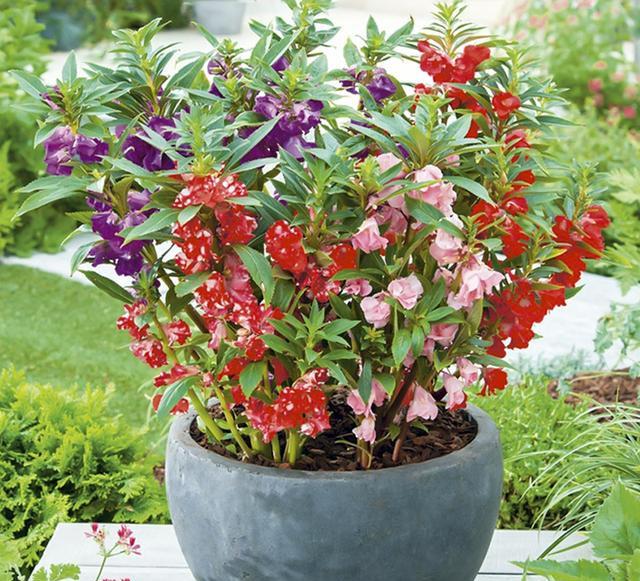 鳳仙花又叫指甲花，應(yīng)該如何播種