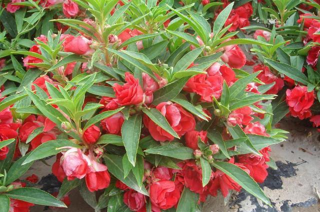 鳳仙花又叫指甲花，應(yīng)該如何播種