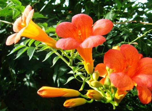 1629882044628244.jpg image.jpg