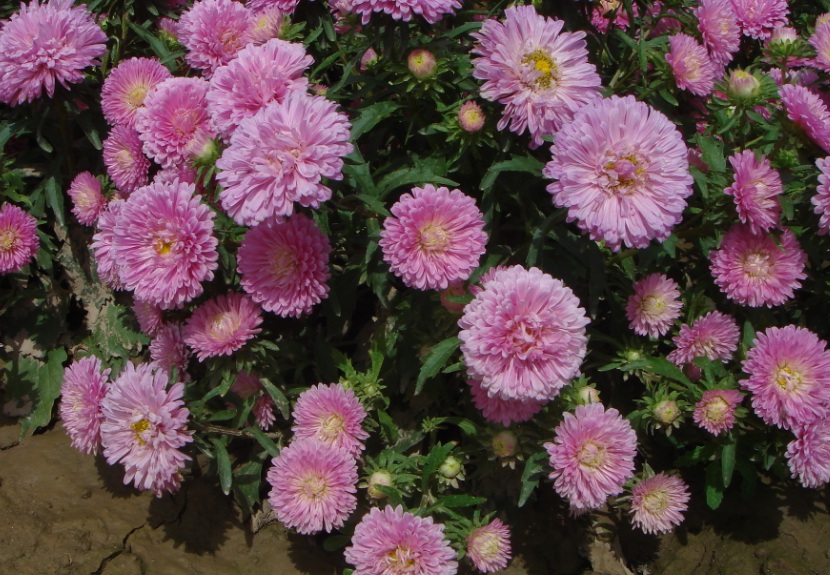 1629967312335824.jpg 翠菊1.jpg