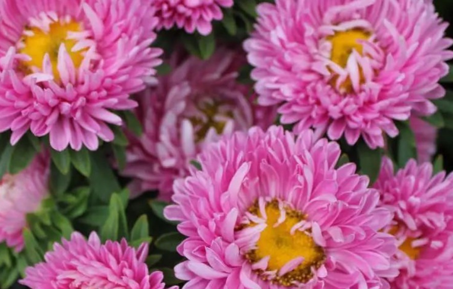 1629967345140639.jpg 翠菊3.jpg