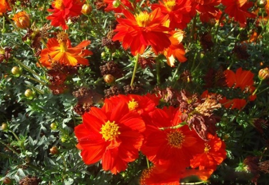 1630122754149520.jpg image.jpg