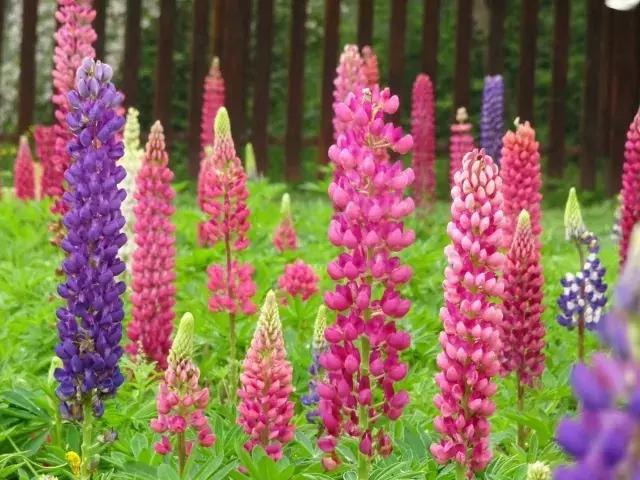 魯冰花繁殖技巧，怎么才能養(yǎng)好魯冰花？