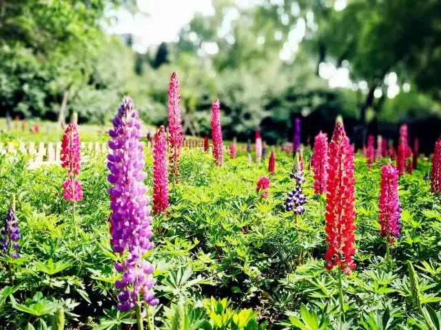 魯冰花繁殖技巧，怎么才能養(yǎng)好魯冰花？
