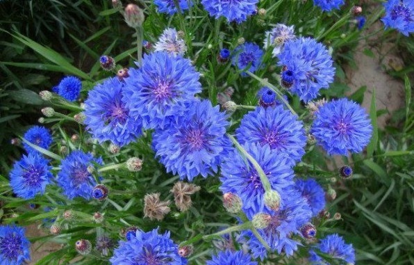 1630236633476011.jpg image.jpg