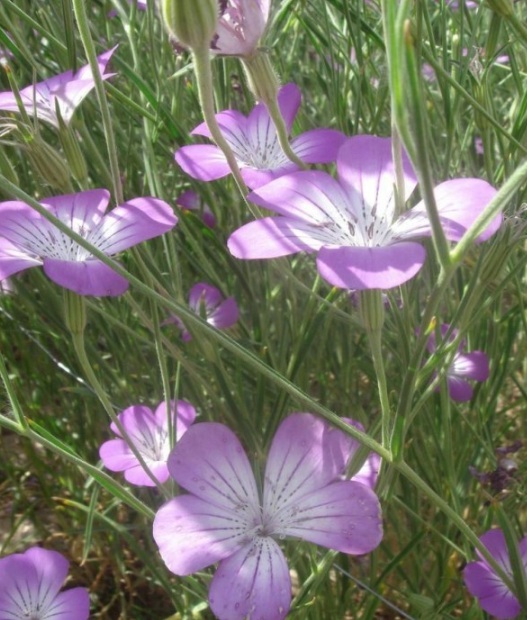 1630236770310075.jpg image.jpg