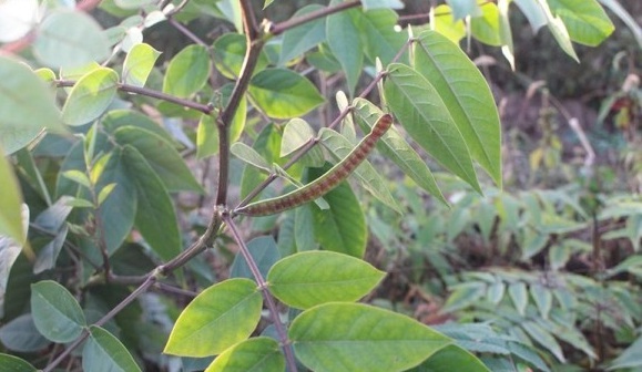 1630240669243231.jpg image.jpg