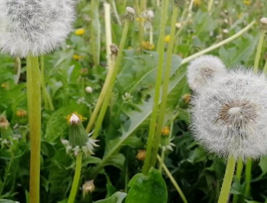 1630418174870663.jpg image.jpg