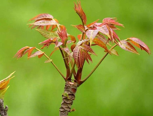 1630672748260594.jpg image.jpg