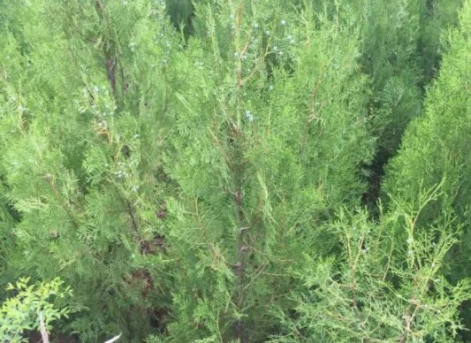 1630911934107361.jpg image.jpg