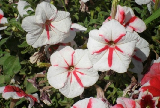 1630918341525444.jpg image.jpg