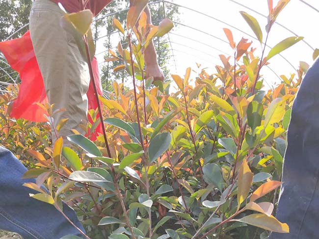 紅葉石楠苗 紅葉石楠苗