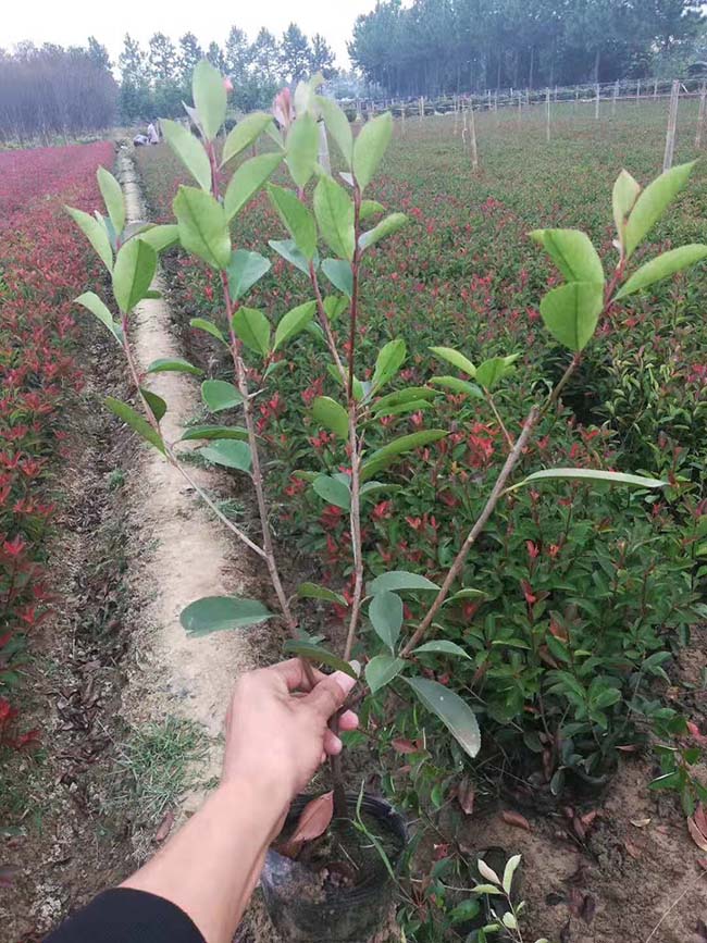 紅葉石楠苗 紅葉石楠苗