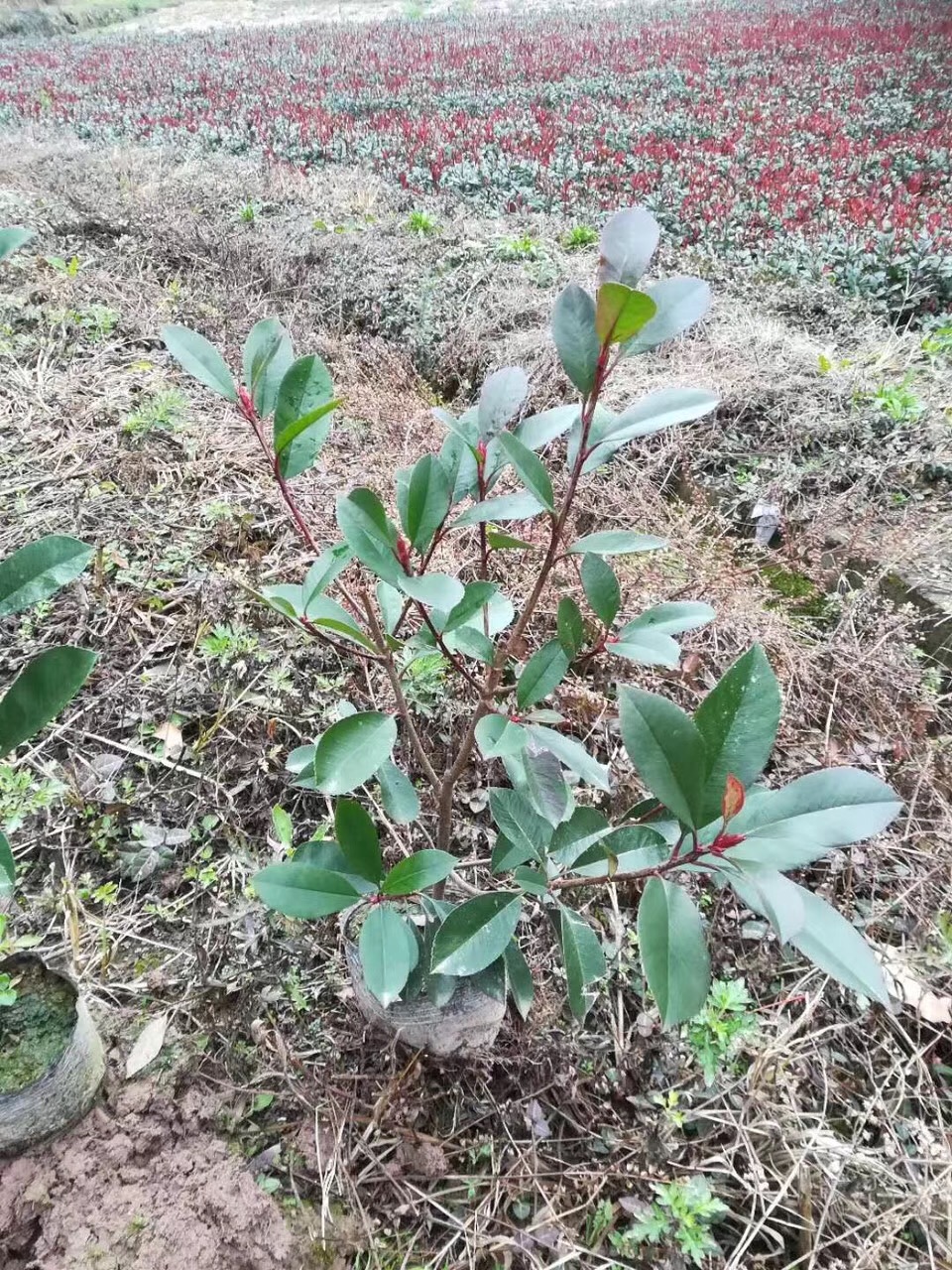 紅葉石楠苗 紅葉石楠苗