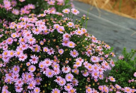 1631065450363250.jpg image.jpg