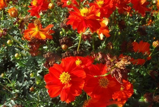 1631158641958909.jpg image.jpg