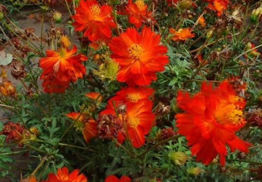 1631158651699128.jpg image.jpg