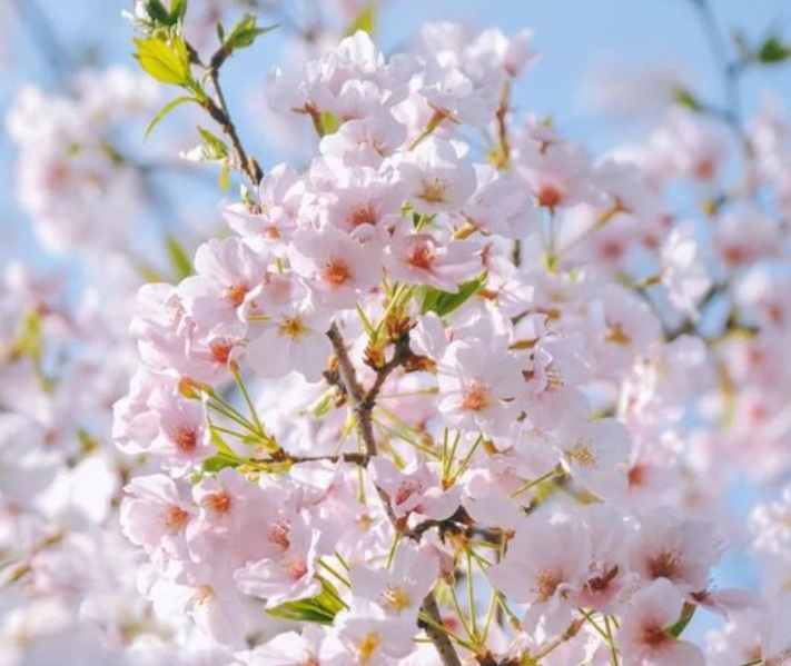 1631274468429311.jpg 櫻花3.jpg