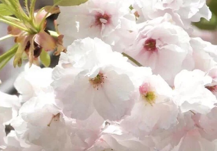 1631274556536631.jpg 櫻花4.jpg