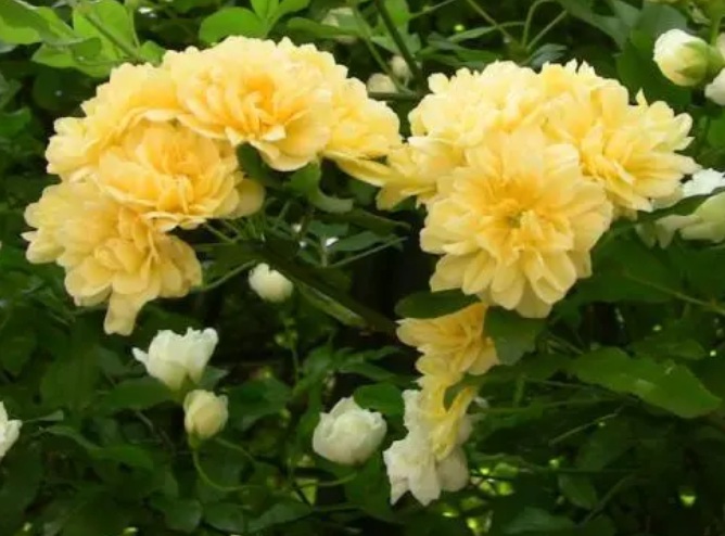 1631423160596187.jpg 1631423160596187.jpg