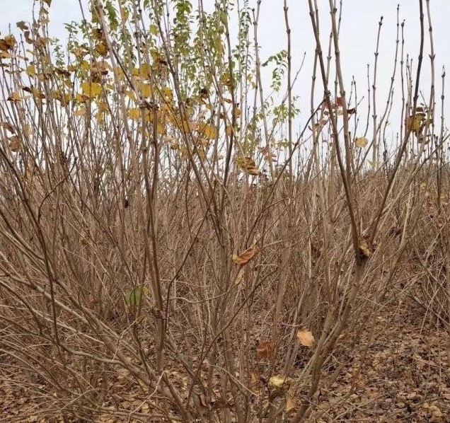 1631437320845806.jpg image.jpg