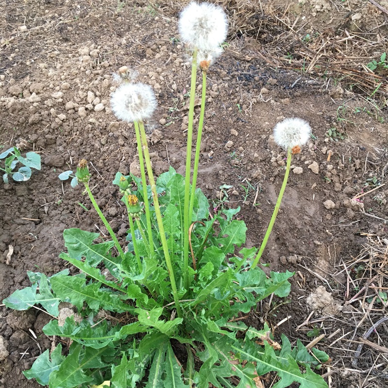 蒲公英有哪些功效？蒲公英的“四不喝”