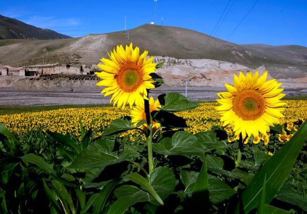 1632271957638667.jpg image.jpg