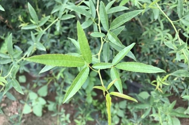 1632305691123922.jpg 圖片.jpg