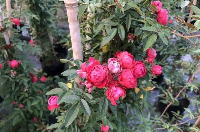 1632305715919044.jpg 圖片.jpg