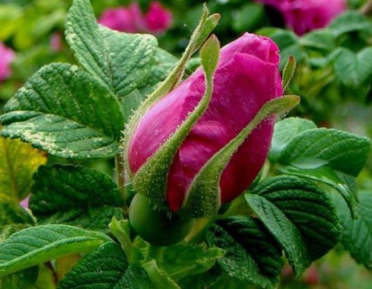 1632366885777611.jpg image.jpg