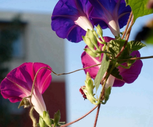 1632450342144378.jpg image.jpg