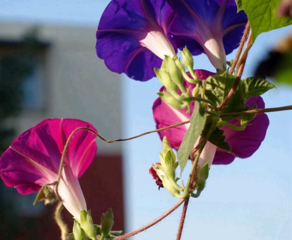 1632450437342643.jpg image.jpg