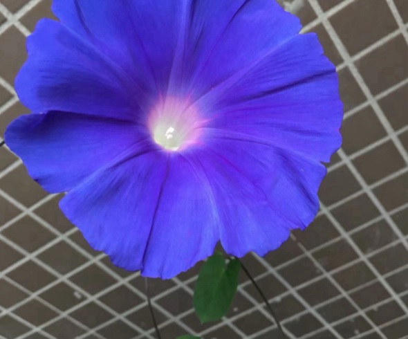 1632450457904479.jpg image.jpg