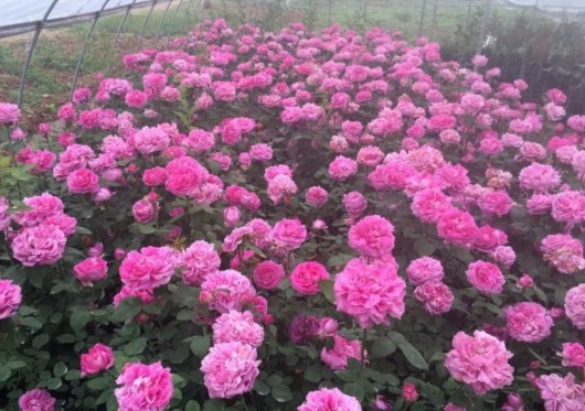 1632450677960748.jpg image.jpg