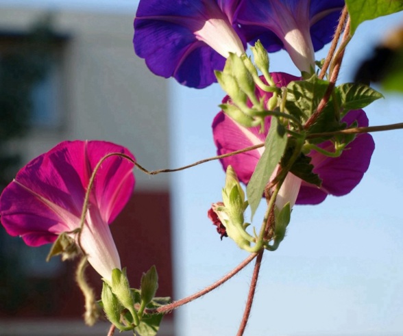 1632450888672253.jpg image.jpg