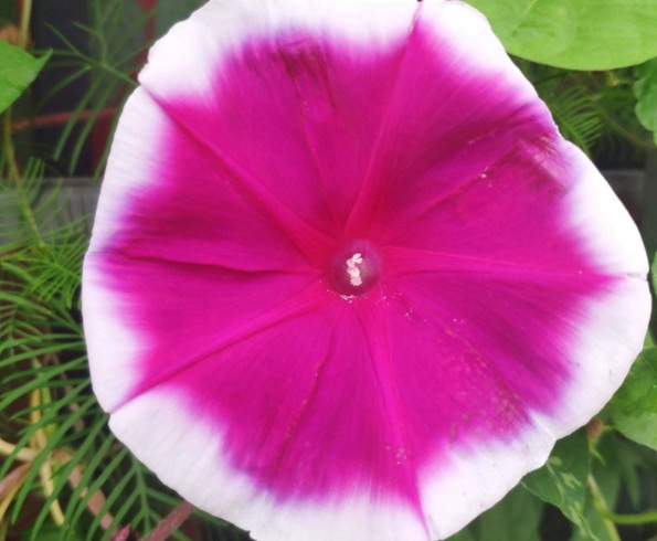 1632450905359214.jpg image.jpg