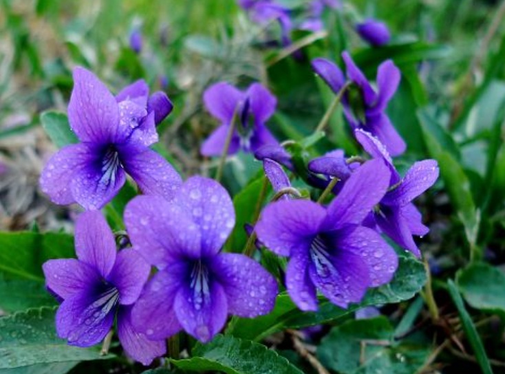 1632469450393830.jpg 紫花丁.jpg