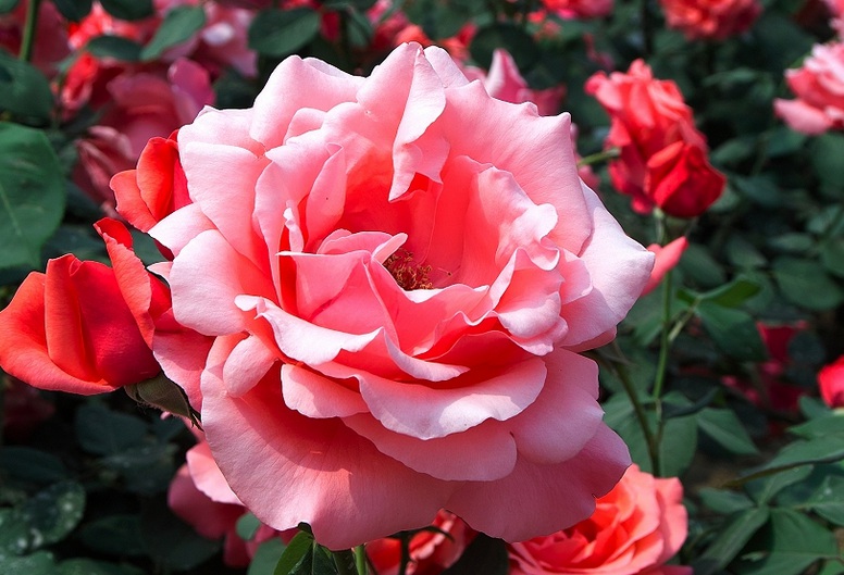 1632494071437400.jpg 1632494071437400.jpg