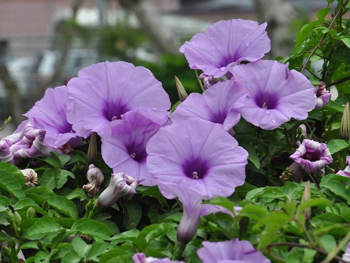 1632549980588577.jpg 喇叭花1.jpg