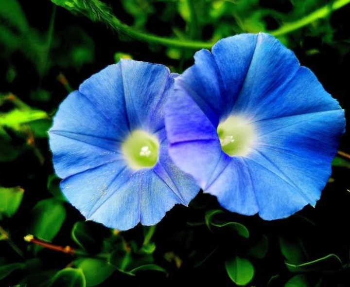 1632550004253045.jpg 喇叭花2.jpg