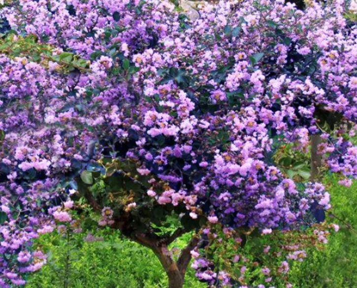 1632552396562995.jpg 丁香花2.jpg