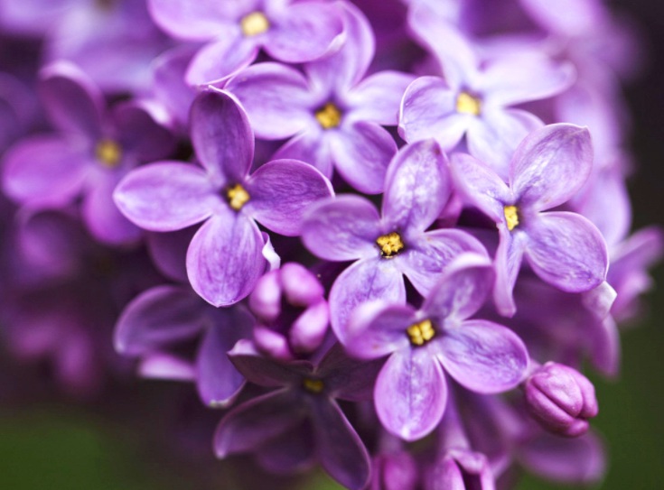 1632552411460166.jpg 丁香3.jpg