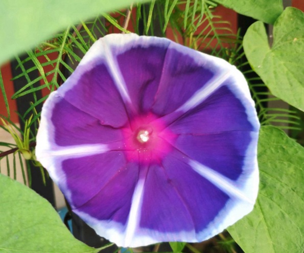 1632825212593609.jpg image.jpg