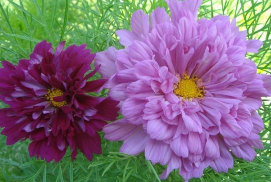 1632828845753263.jpg image.jpg