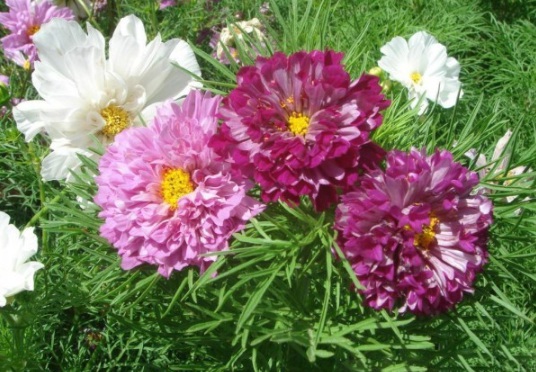 1632828877816856.jpg image.jpg