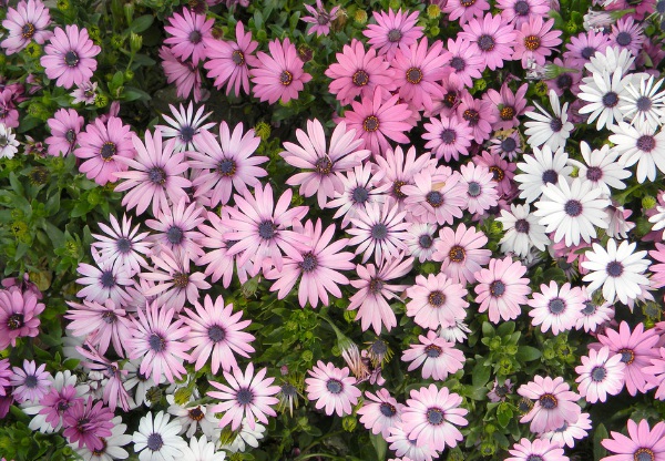 1632834228611278.jpg image.jpg